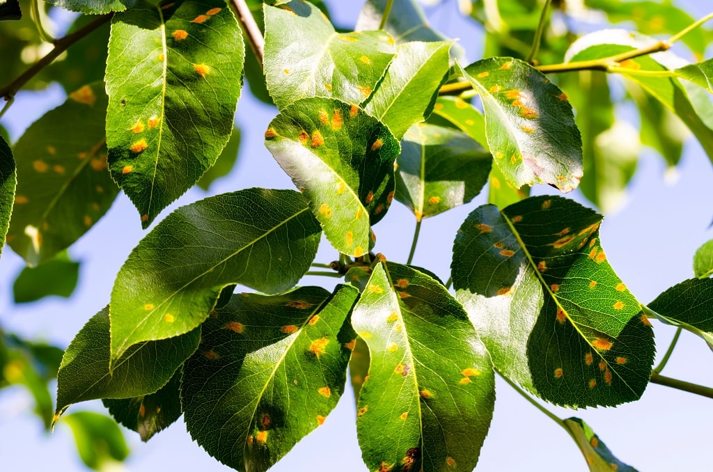 Rust Disease On Plants How To Identify And Treat It